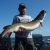 angler with huge musky